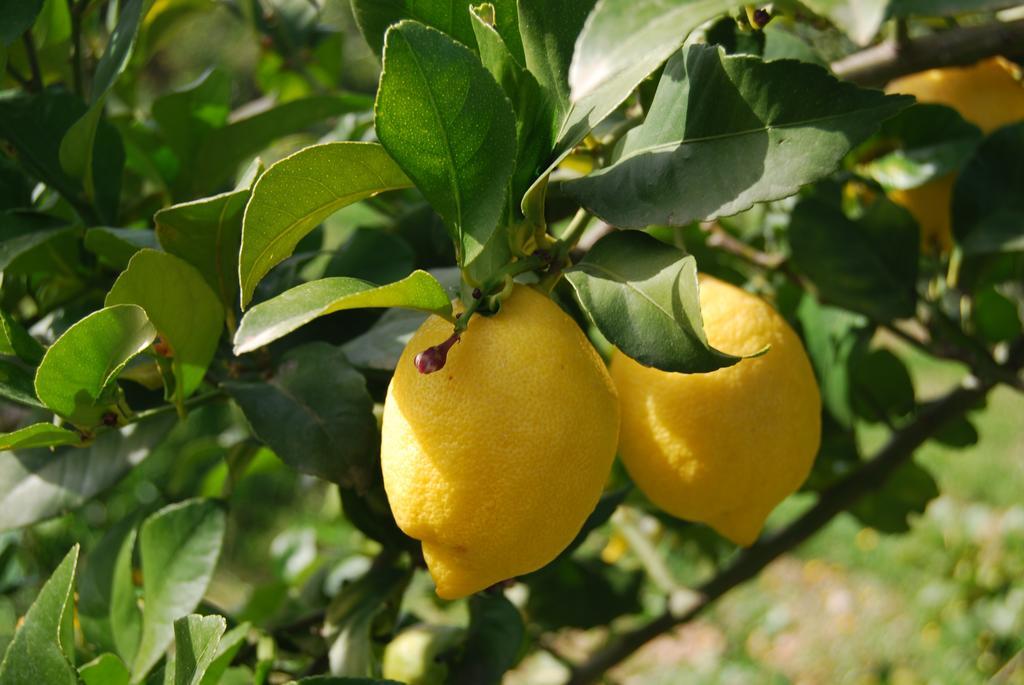 Finca Son Vivot Esterno foto