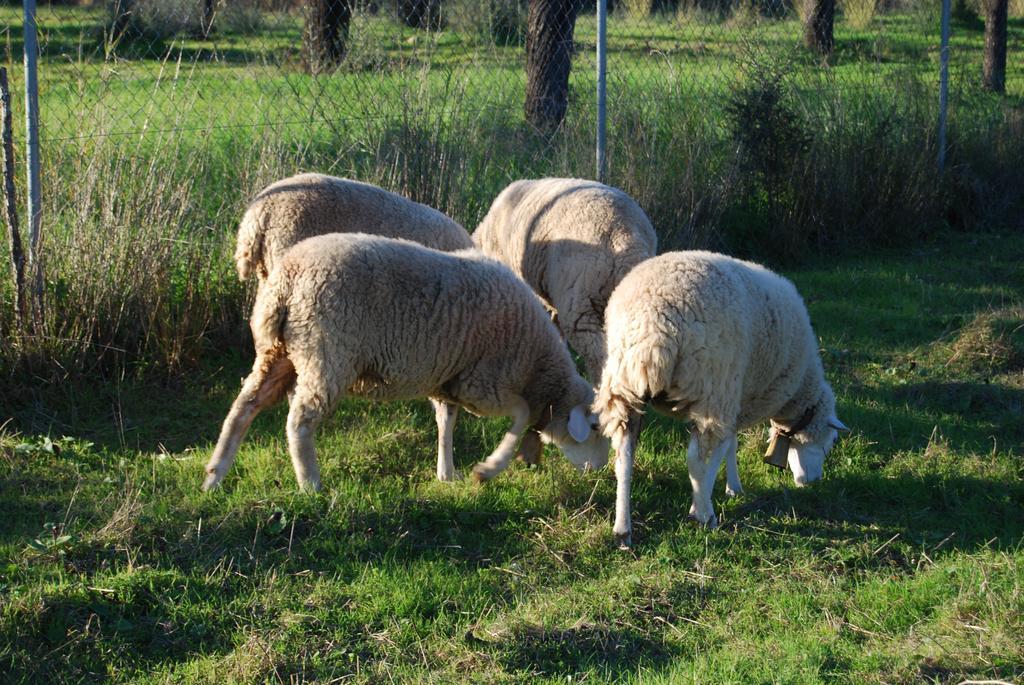 Finca Son Vivot Esterno foto
