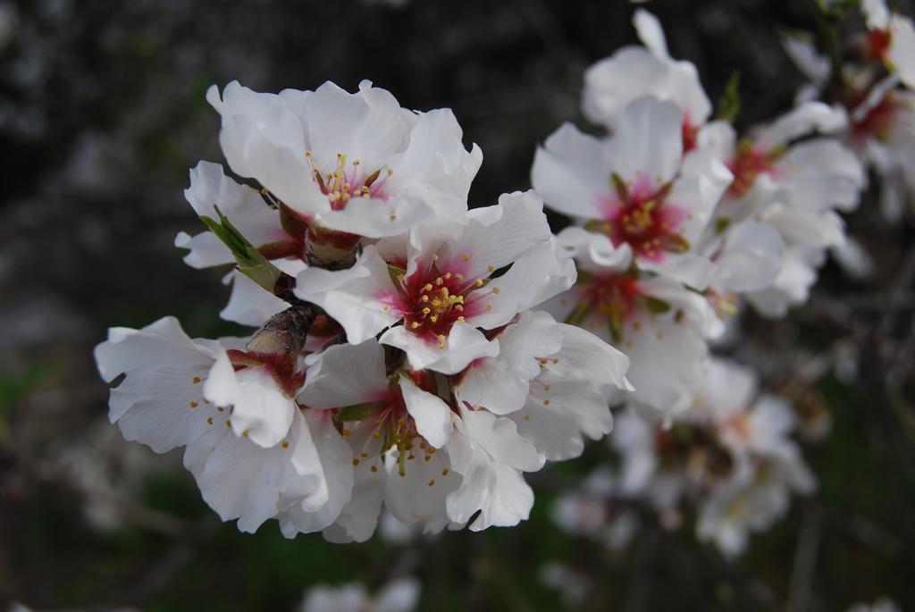 Finca Son Vivot Esterno foto