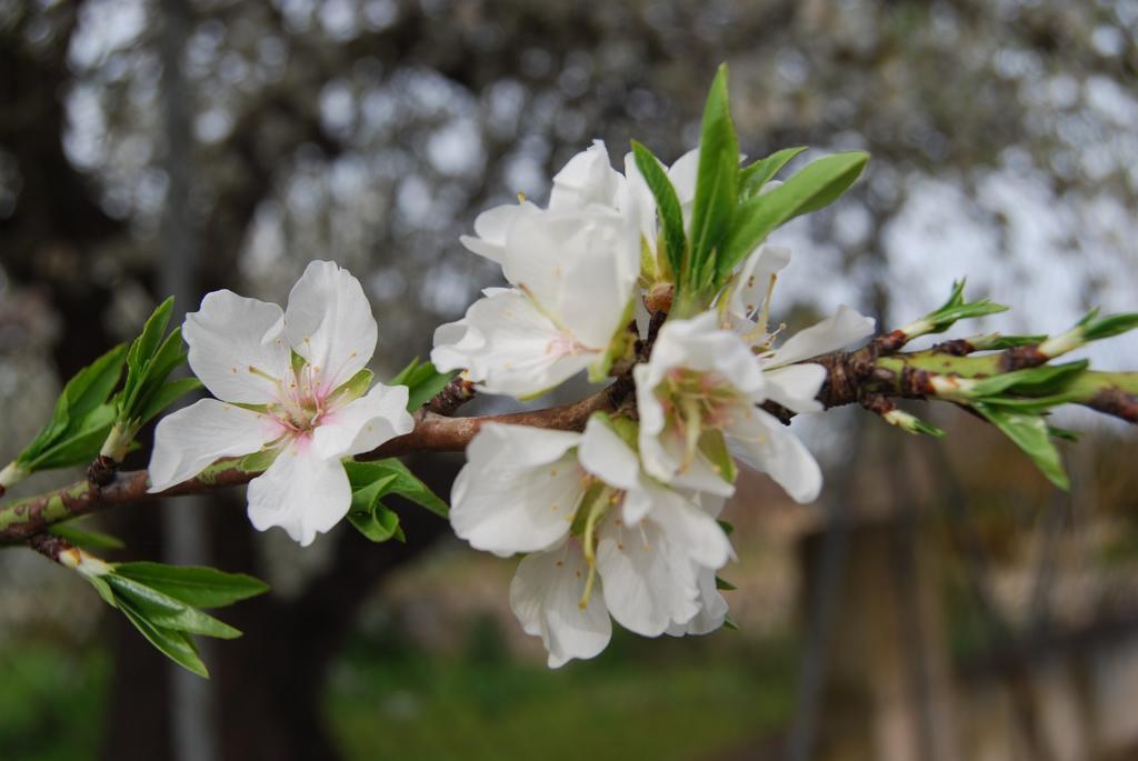 Finca Son Vivot Esterno foto
